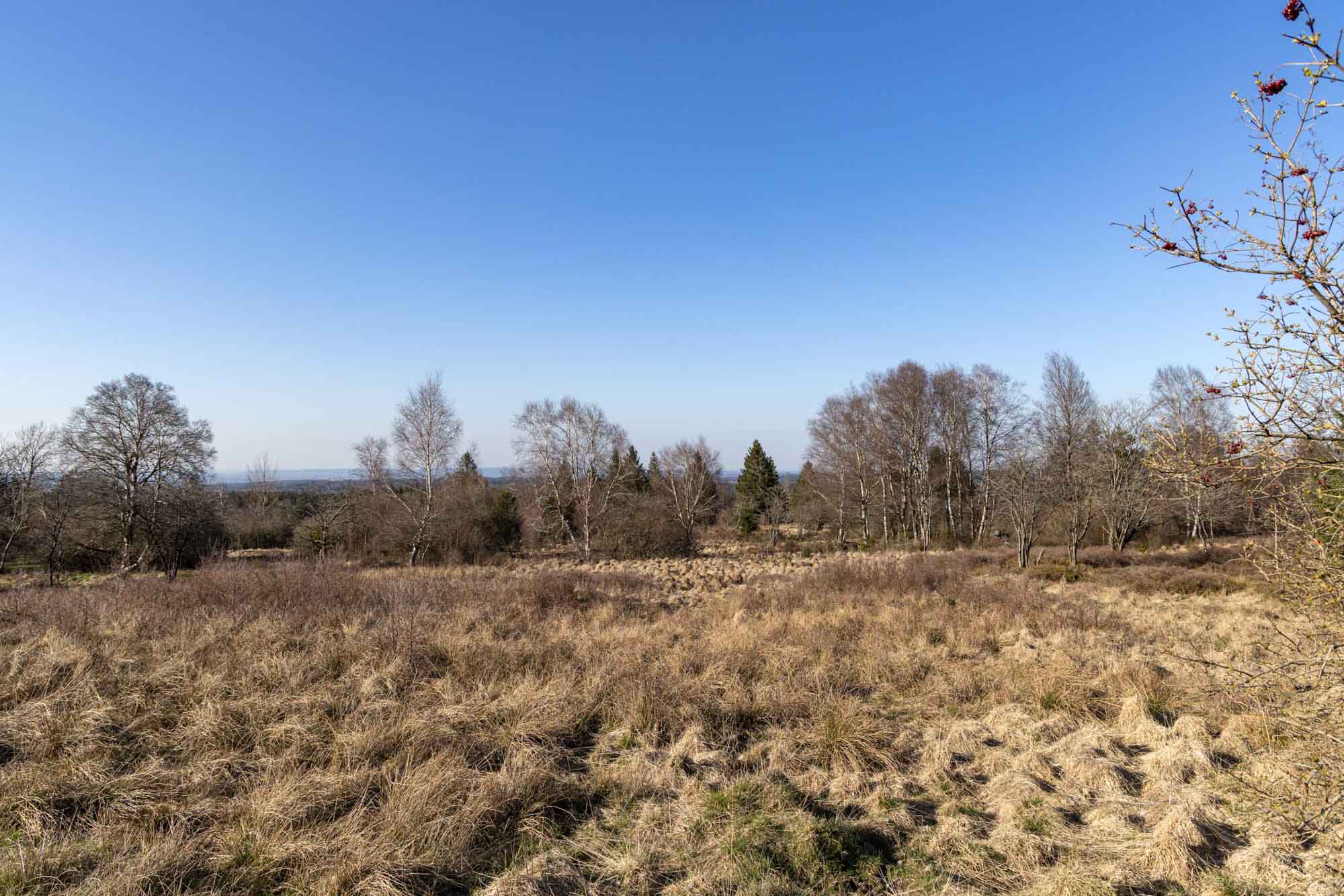 Fagne près du lac de la Gileppe